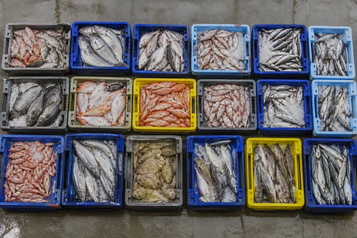 Caisses de poisson alignées sous la halle à marée du port de Sète